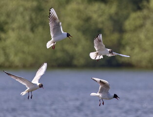 Black headed gulls in flight over a lake