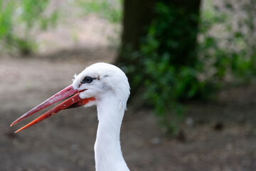 white stork ciconia