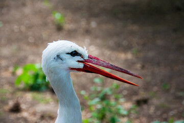 white stork ciconia