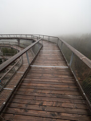 Fototapeta premium Path in treetops. Wooden planks of path for wheelchairs.