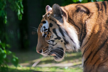 portrait of a tiger