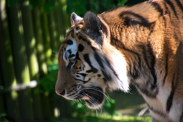 portrait of a tiger