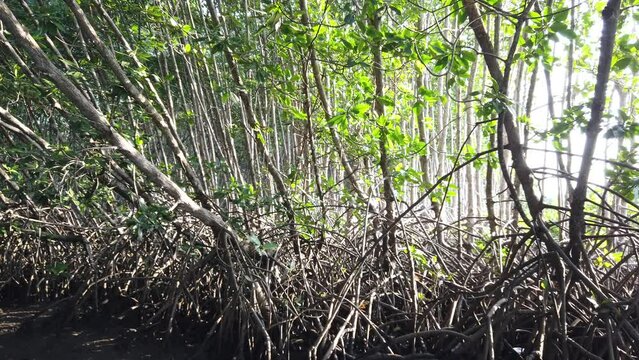 Sunlight Comes Through Mangrove Forest Roots, Tangles and Swamp, Scenic Light, Green Beautiful Leaves from in Conservation Ecosystem, Indonesia Southeast Asia, Bali