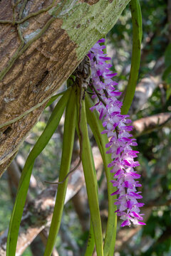 Closeup view of cluster of bright purple pink and white flowers of epiphytic orchid species aerides multiflora aka multi-flowered aerides blooming in tropical garden