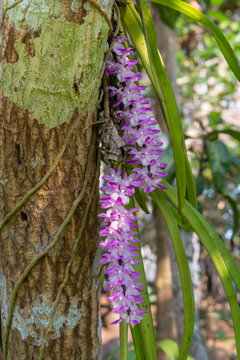Closeup view of colorful clusters of purple pink and white flowers of tropical epiphytic orchid species aerides multiflora aka multi-flowered aerides blooming in natural environment