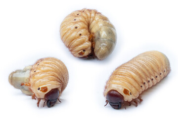A picture of three rare stags Larvae before it pupates.