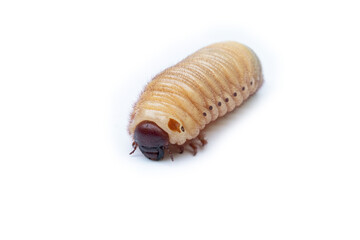 A picture of stag Larvae before it pupates.