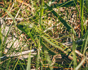 lizard in the grass