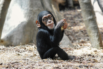 Little baby chimpanze enjoying his meal and looking to the camera.	

