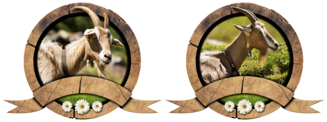 Wooden round icon or symbol with head of goat with horns, three daisy flowers and copy space (empty ribbon). Isolated on white or transparent background. 3D illustration and photography. Png.