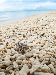 Fototapeta na wymiar サンゴの砂浜のヤドカリ