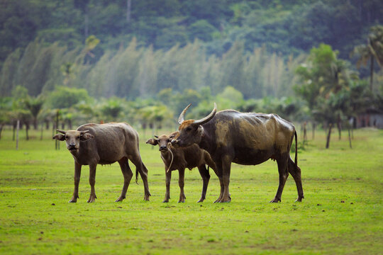 family of water buffalo standing on green grass, field among raining weather