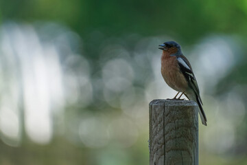 Finch bird sings sitting on top of a wooden pole on a blurred background
