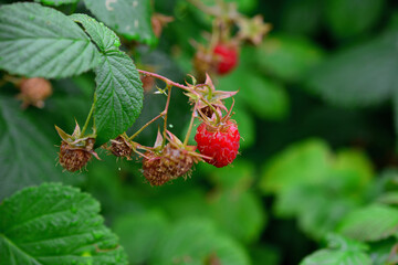 A raspberry bush with a few drops of water on it and green leaves on background 