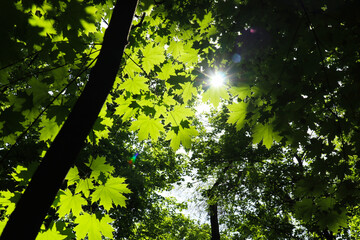 Fototapeta na wymiar sunlight through maple leaves. color through the tree crown