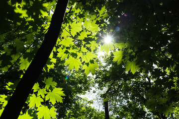 sunlight through maple leaves. color through the tree crown