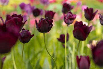 Many blossoming colourful tulips, flower field