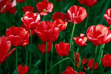 Many blossoming red tulips, flower field