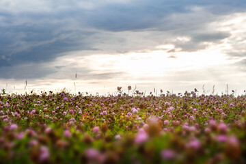 Summer landscape with a field of blooming pink clover, in the natural soft sunset sunlight. Field...