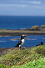 Atlantic puffin on the isle of Lunga in Scotland. The puffins breed on Lunga, a small island of the coast of Mull.