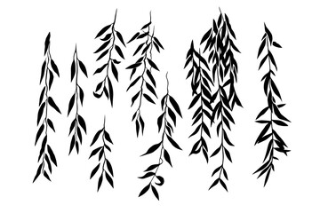 . Weeping Willow Branches silhouettes collection. Set of isolated vector design elements..  Hand drawn  illustration. Nature template. Clipart.