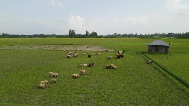 Sheep in a meadow landscape video footage