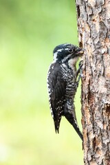 Vertical shot of a Eurasian three-toed woodpecker on a tree.