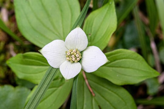 Closeup shot of a bunchberry flower.