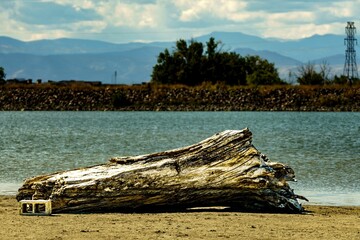 Fototapeta na wymiar Driftwood on a sandy beach by a lake with trees on the ground and blue sky