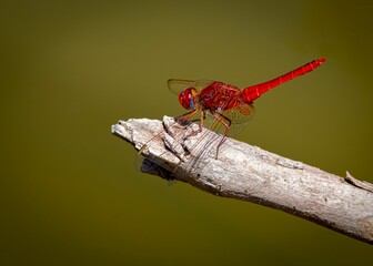Closeup shot of a red dragonfly perched on a wooden branch in sunlight in a blurred background