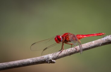 Closeup of scarlet dragonfly perching on wood