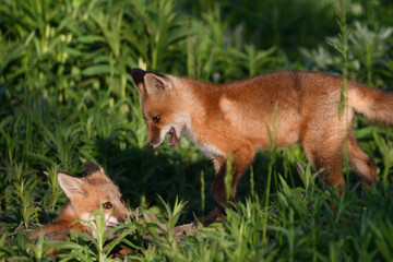 Spring scene of a cute curious baby Red Fox pups playing outside of their den