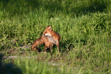 Adult American Red Fox keeping watch over cubs at entrance to den