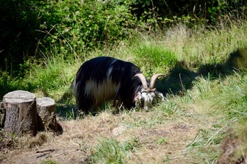 Naklejka na ściany i meble Closeup of a black goat grazing in the meadow in daylight