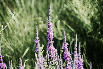 Closeup of the lavender against the blurry background. Shallow focus. Provence, France.