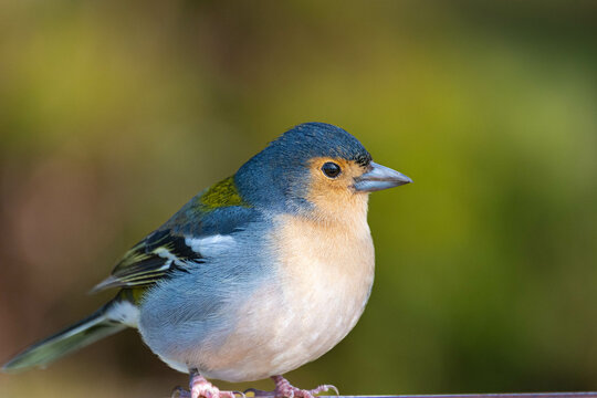 Madeira Buchfink M&auml;nnchen