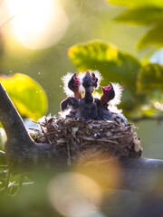 Baby birds in nest Sardinian warbler  (Sylvia melanocephala) nestling newborn in the nest hungry...