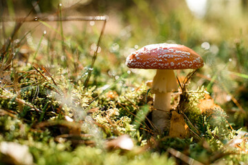 Wild poisonous amanita muscaria mushroom growing in autumn forest, closeup view