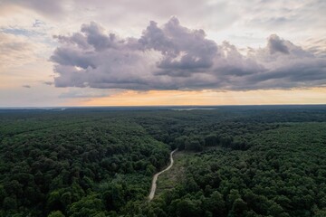 Aerial view of a dense forest under the big fluffy cloud