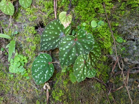 Begonia sp plants grow in the limestone mountains in South Kalimantan