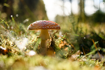 Fototapeta premium Wild amanita muscaria mushroom in autumn forest, natural bright sunny background.