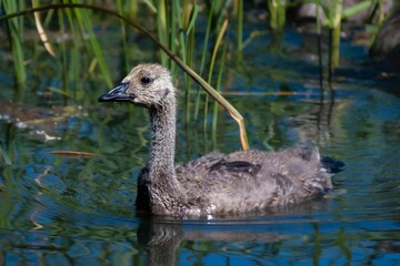 Closeup shot of a young goose floating on a calm lake