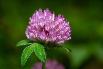 Selective focus of a clover flower