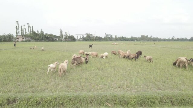 Flock of sheep grazing in lush green pasture