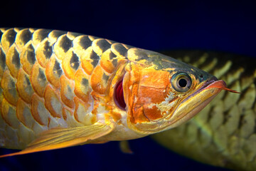 Malayan bonytongue fish 