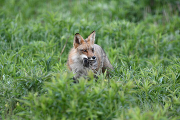 Red fox hunting on the edge of an agriculture field with a rodent in its mouth	