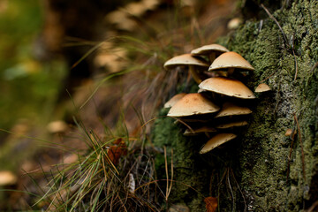 Closeup view of wild mushrooms Armillaria growing on tree stump in forest