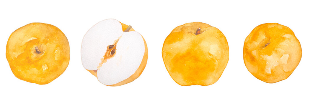 水彩で描いた美味しそうな梨のイラスト素材セット