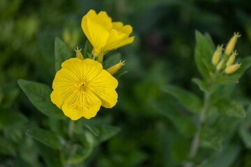 Closeup shot of blooming bright yellow primrose flowers
