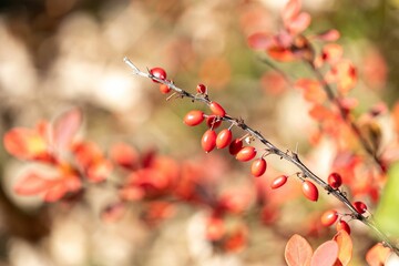 Berries on a leafless branch in the fall
